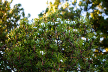  pine branches with cones in the snow in the winter in the park