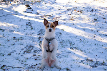 the dog in the park executes the command and stands on its hind legs