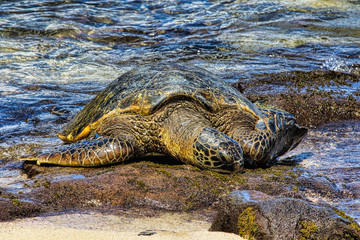 Large green sea turtle resting on the shore on Maui.