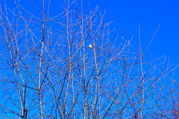 sparrow bird sitting on a branch in a park