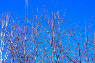 sparrow bird sitting on a branch in a park