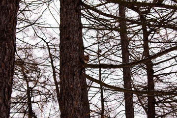 fluffy squirrel sits on a tree in the forest and gnaws a nut