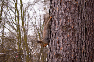 fluffy squirrel descends from a tree in the forest and gnaws a nut