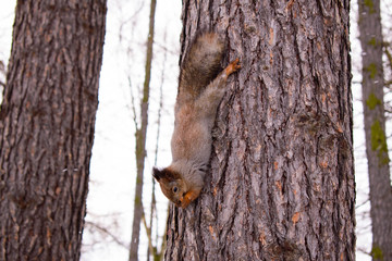  fluffy squirrel descends from a tree in the forest and gnaws a nut