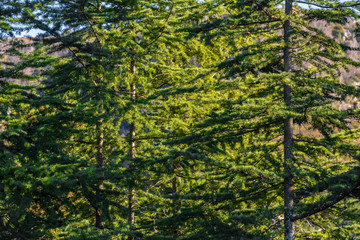 Close up to evergreen trees and their branches full o leaves