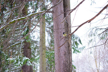 Fototapeta premium tit bird sits on a branch in the park