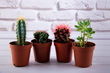 Succulents in plastic pots staying on white wooden table against brick wall.