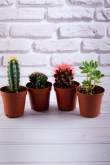 Vertical photo. Four small cactus, succulents growing in brown plastic pots