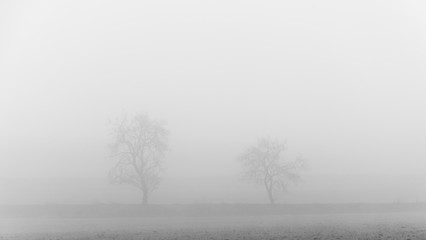 Foggy landscape that sees 2 trees