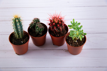 Top view on four small succulents on white wooden table