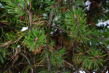 pine branches with cones in the snow in the winter in the park