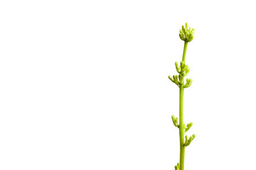 branch of sansevieria buds with nectar drops with copy space closeup on a white background.