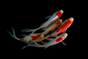 Koi fish, japanese carp and asian traditional symbol, Chinese goldfish vector. Underwater animals...