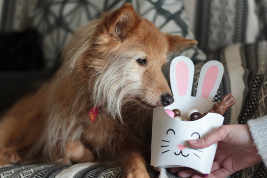 Dog Sniffing Bunny Box With Easter Candy Inside