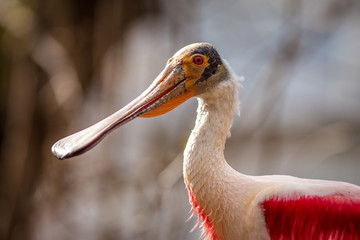 Roseate Spoonbill portrait in nature