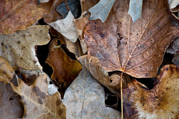 Fototapeta na wymiar Fallen autumn leaves form natural abstract patterns on the forest floor.