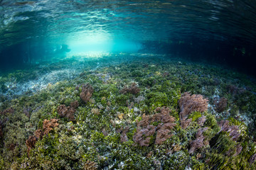 Fototapeta na wymiar Soft corals and coralline algae grows in a mangrove forest found on a remote, tropical island in the Halmahera Sea, Indonesia. Mangroves are important nurseries for reef fish and invertebrates.