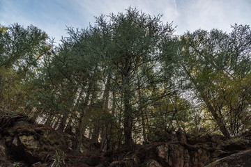 Obraz premium Evergreens in a row being looked from down to the top with a white sky