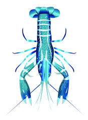 Vector illustration, crayfish.  Vector delicacy river lobster, langoustine or spiny lobster or crustacean delicacies isolated on white background.