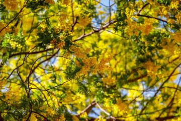 Little yellow flowers with cotton texture on a branch of a tree