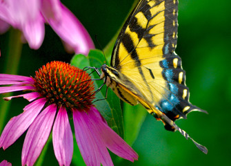  The eastern tiger swallowtail butterfly (Papilio glaucus) is common in eastern N. America but uncommon in its beauty.  This butterfly is feeding on purple coneflower. (Echinacea purpurea)  Close-up. 