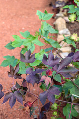 Green and red foliated cotton plants with flower buds in an ornamental garden against a clay pebble background.