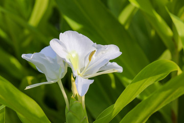 Close-up of white flowers of the ginger lily (Hedychium coronarium), also known as white garland-lily, against a background of the plant's green leaves.