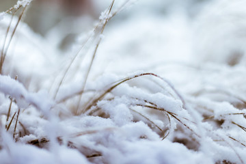 herbes sous la neige