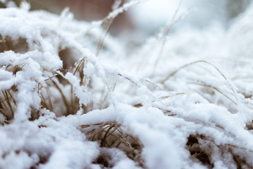 herbes sous la neige