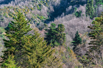 Fototapeta premium Panoramic of evergreen trees and their branches full o leaves with a mountain range on the back on a clear sky