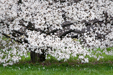 Magnolia trees greet the spring with a beautiful display of brilliant white blossoms.