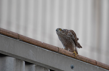 gavil&aacute;n com&uacute;n