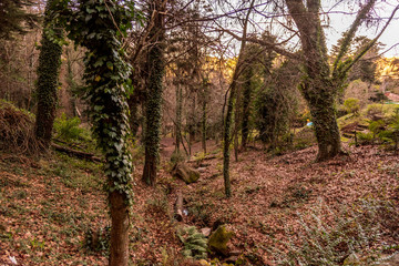 Little forest in a swamp with no water full of autumnal leaves