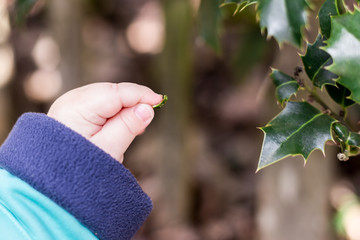 houx et petits doigts d'enfant