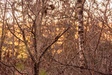Squirrell eating some seeds up in an autumnal branch tree