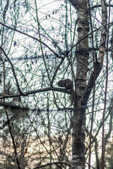 Squirrell eating some seeds up in an autumnal branch tree