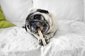 Dog chewing a bone, old pug gnaws a bone, mops dog eating pet food - obrazy, fototapety, plakaty
