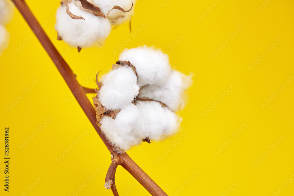 Wall mural Cotton plant, white cotton flowers on yellow background