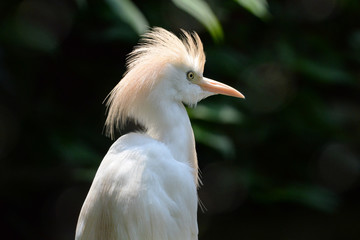 White egret with crest and green background