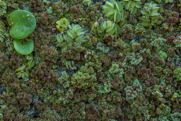 Duckweed growing on a swamp. Texture