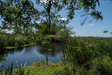 Fototapeta na wymiar Panoramic view of a wetland or pond on a clear day in summer
