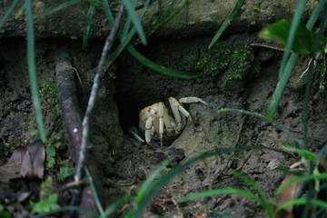 Sand Fiddler Crab hiding itself in a hole