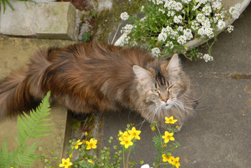 neighbour's Main Coon