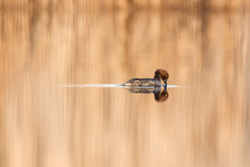 Golden eye in golden evening light