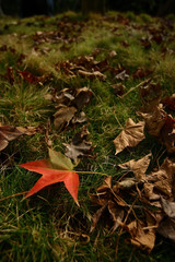 Close up shot of a beautiful maple leave on the ground