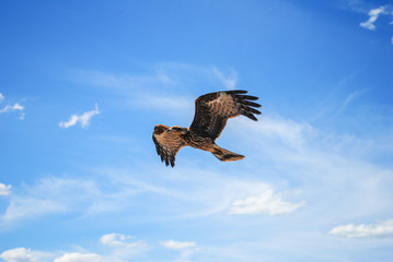 Chimango flying in a light blue sky