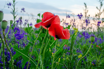 Field of blue flowers and red poppies close-up, sunset in the summer.Blurred background.