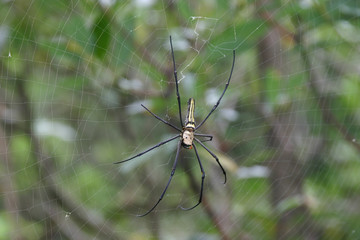 Close up shot of the Nephila spider and it's web