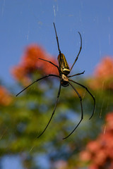 Close up shot of the Nephila spider and it's web