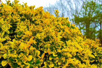 field of yellow flowers